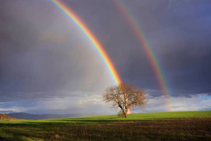 spring_wonder_by_florentcourty_dc856f4-pre