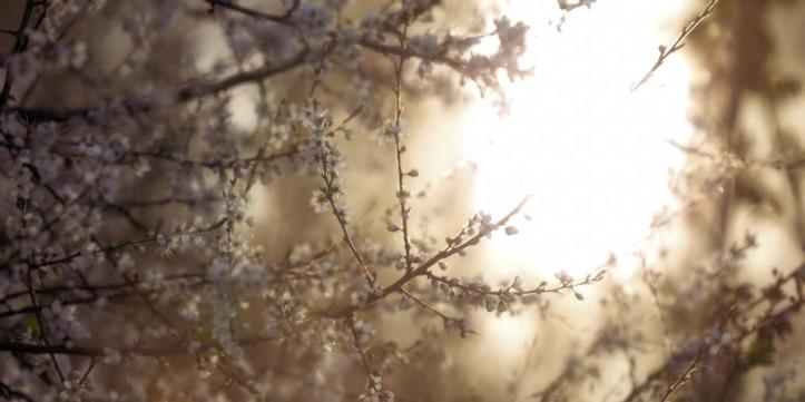 through_the_tree_by_fortuneseeksthesun63_de38ooi-fullview