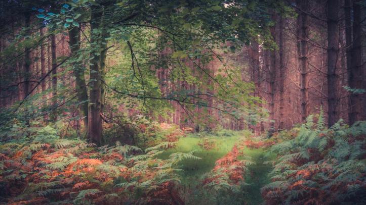 cannock_chase_vi_by_lostchemist_de4nkta-fullview