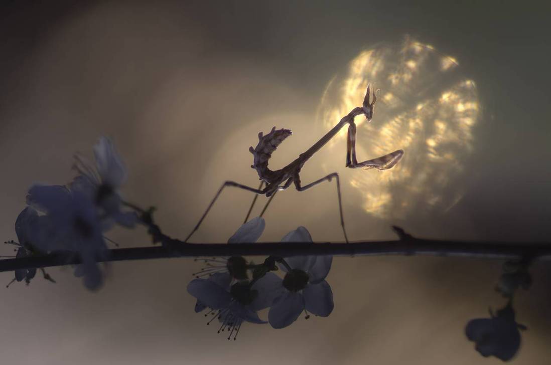 le_funambule__by_donlope01_de8vqct-pre