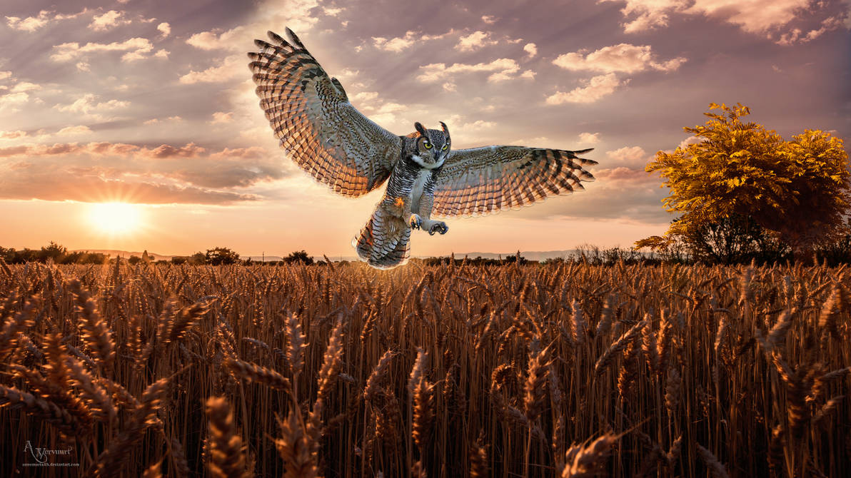 field_2_by_annemaria48_deaylvw-pre