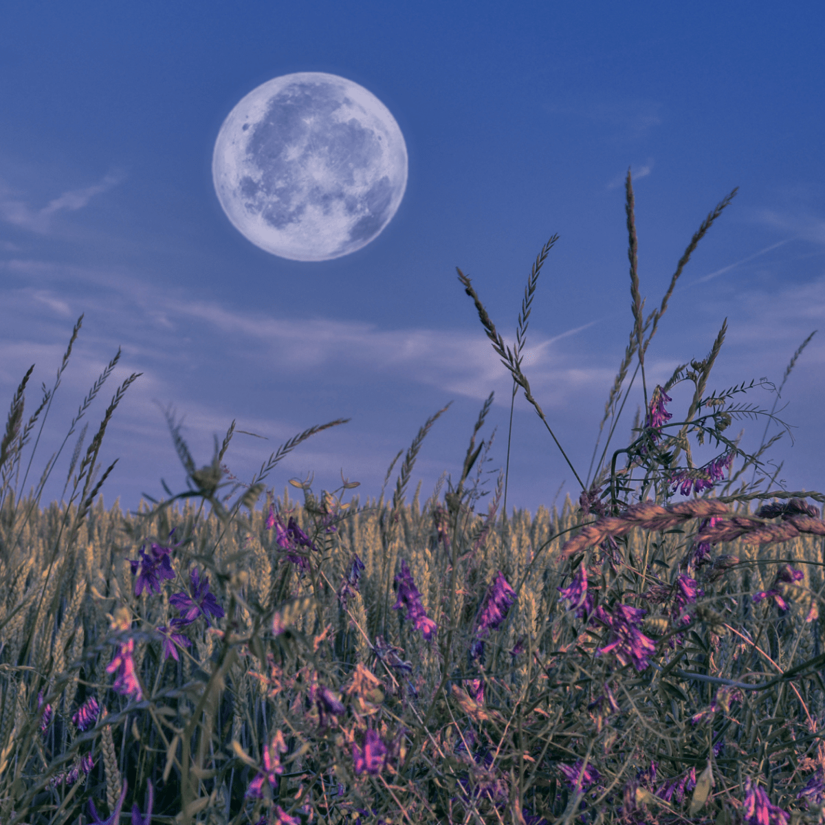 Full Flower Moon Puja (Blessing, Prayer, Workshop, Intention Etc.)