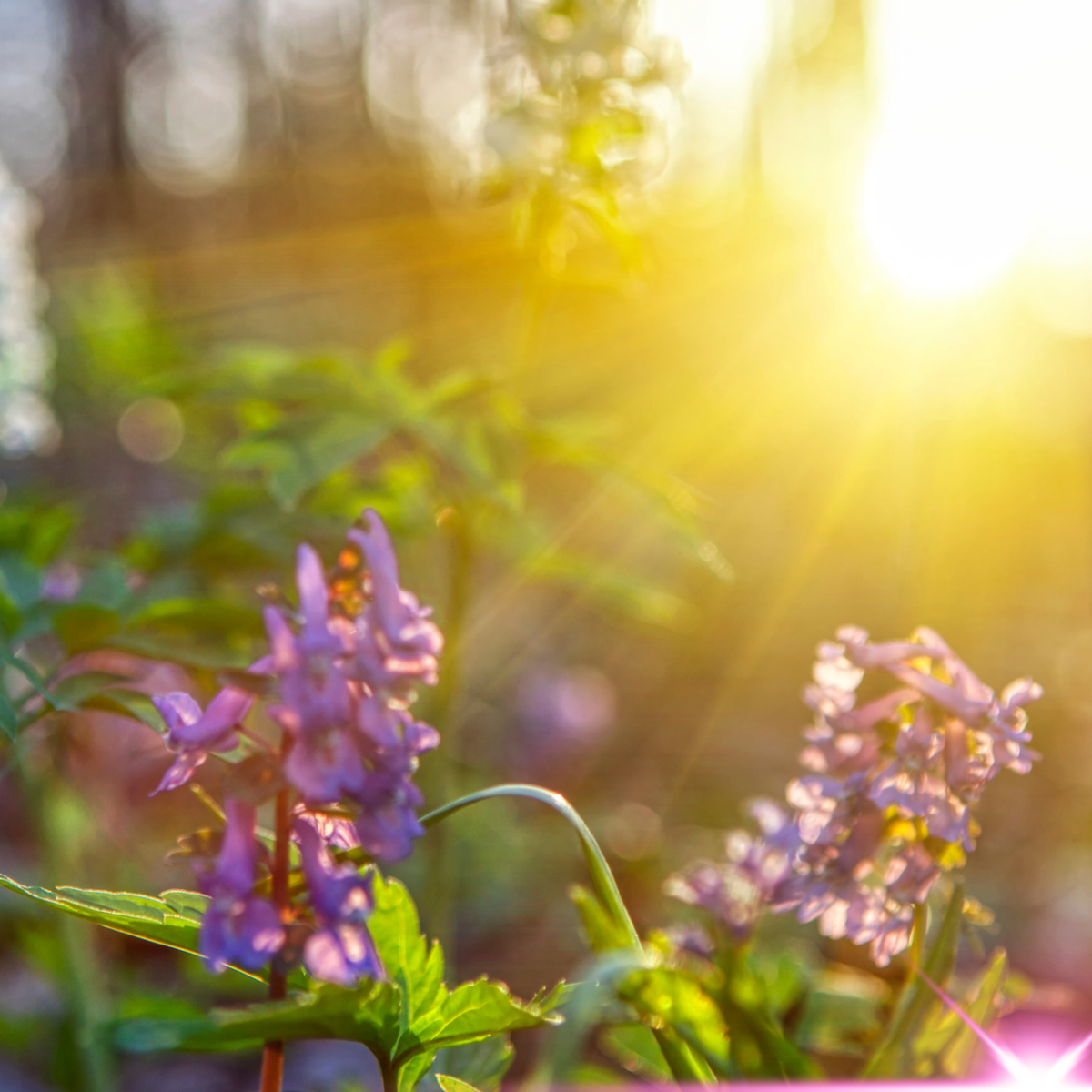 Spring Vernal Equinox Puja (Prayer, Blessing, Workshop, etc.)