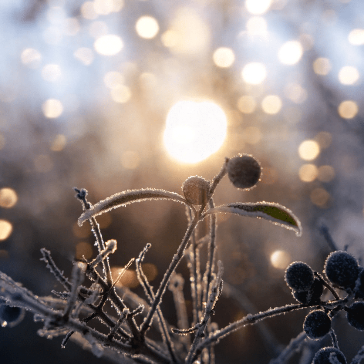 Winter Solstice Puja (Prayer, Blessing, Intention, Workshop etc.)