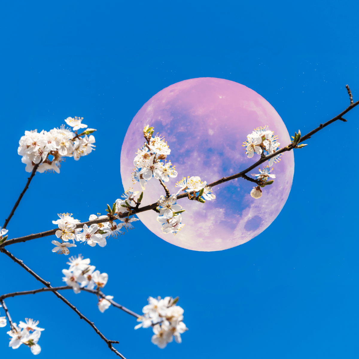 Pink (Pesach) Full Moon Puja (Prayer, Incantation, Blessing, Workshop Etc.)